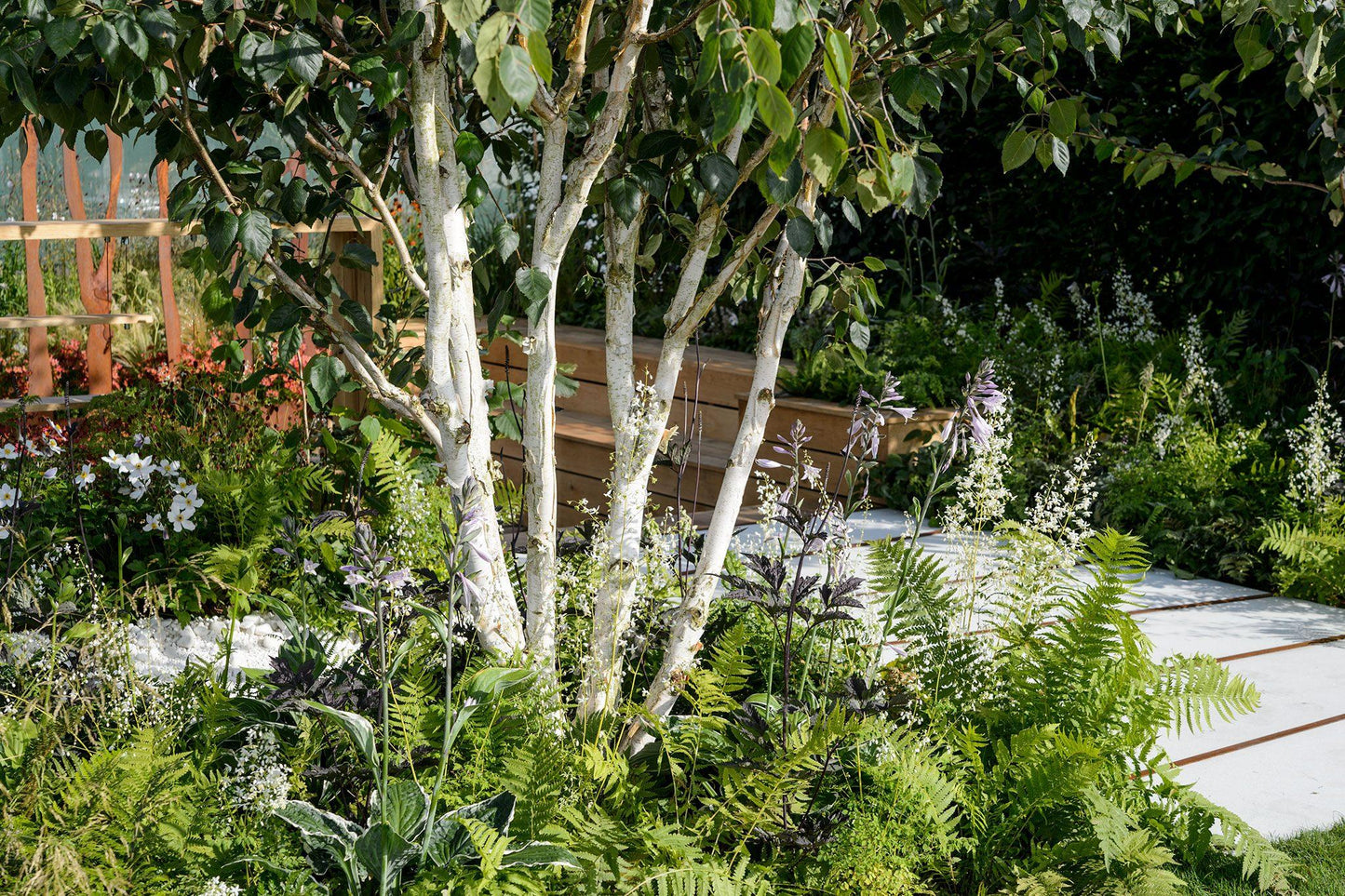 Betula Jacquemontii Multi Stem - View 32 from www redcrocus com