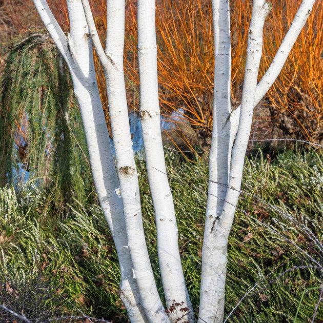Betula Jacquemontii Multi Stem - View 33 from www redcrocus com