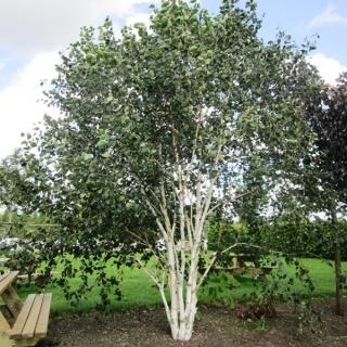 Betula Jacquemontii Multi Stem - View 34 from www redcrocus com