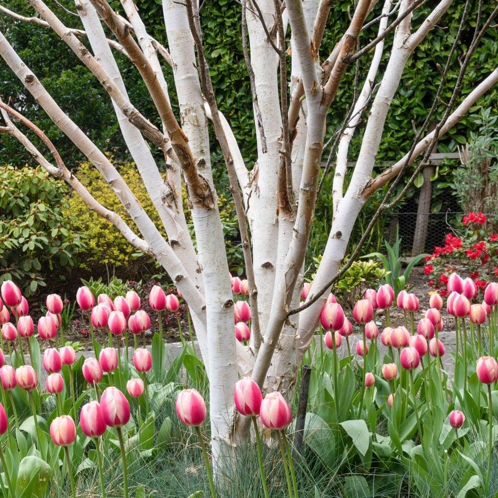 Betula Jacquemontii Multi Stem - View 35 from www redcrocus com