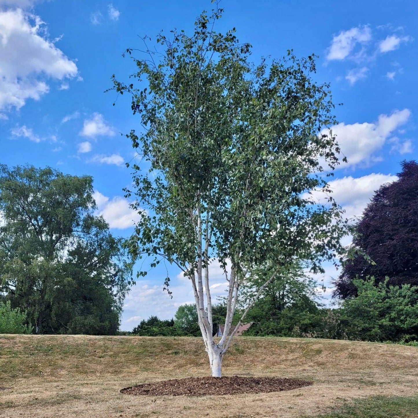 Betula Jacquemontii Multi Stem - View 36 from www redcrocus com