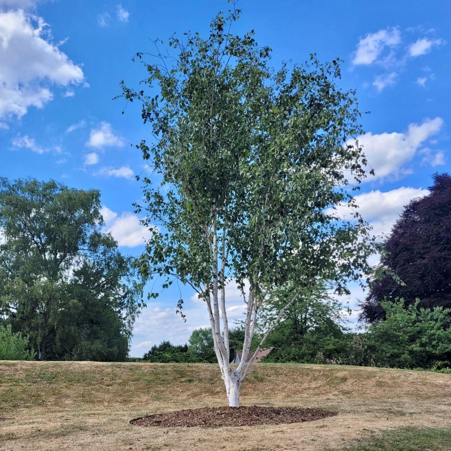 Betula Jacquemontii Multi Stem - View 36 from www redcrocus com