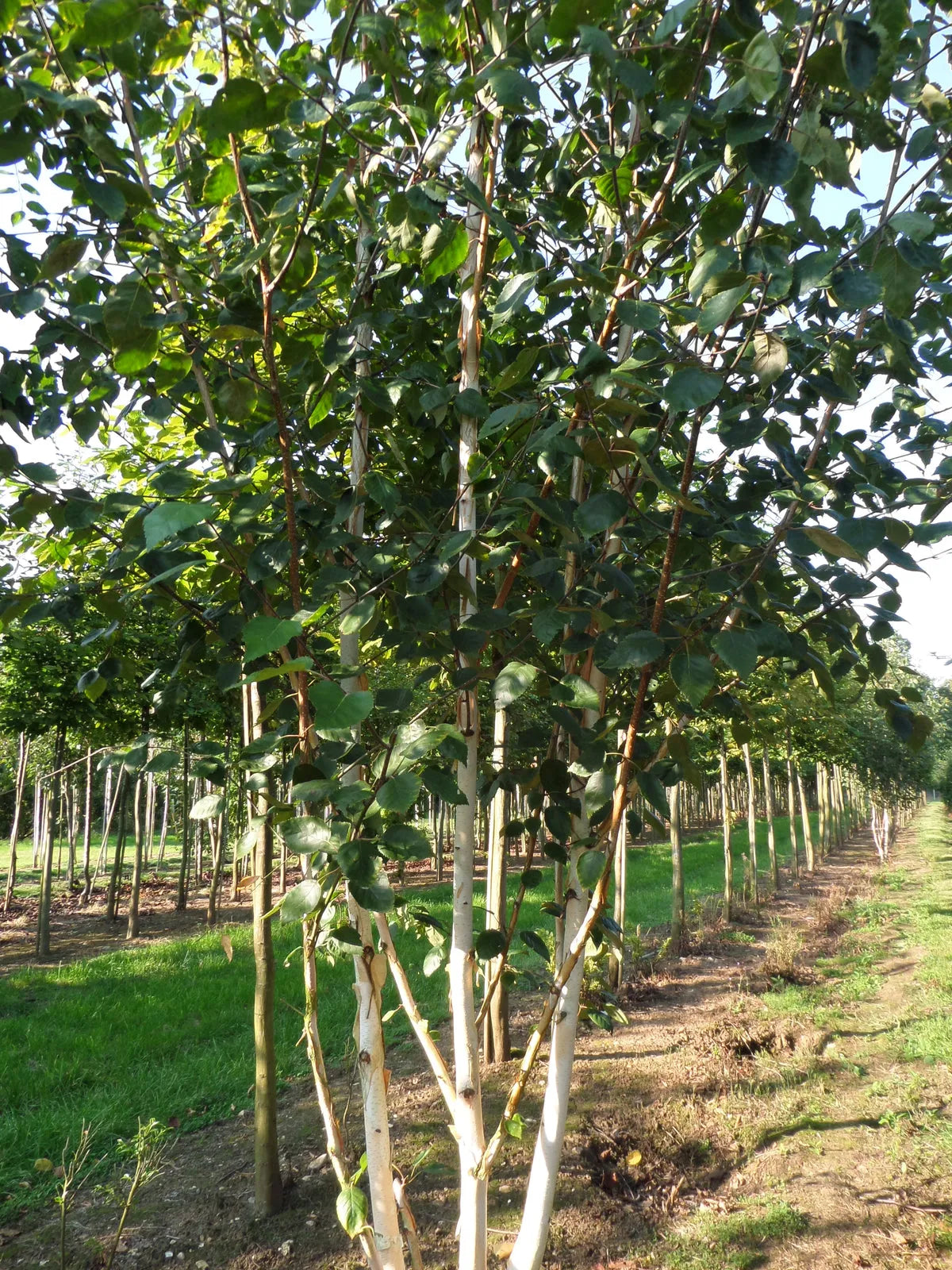Betula Jacquemontii Multi Stem - View 38 from www redcrocus com