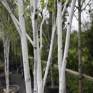 Betula Jacquemontii Multi Stem - View 39 from www redcrocus com