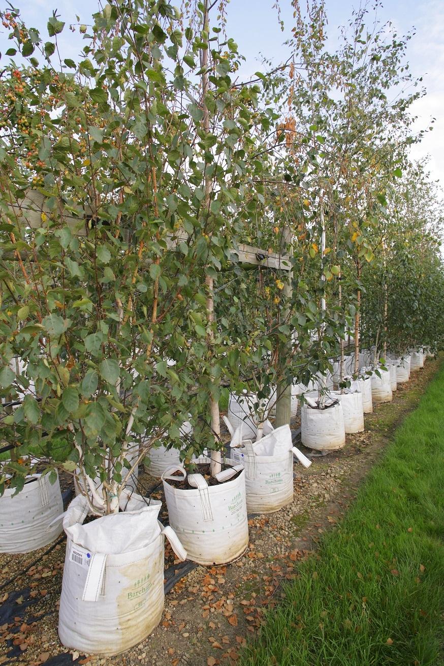Betula Jacquemontii Multi Stem - View 40 from www redcrocus com