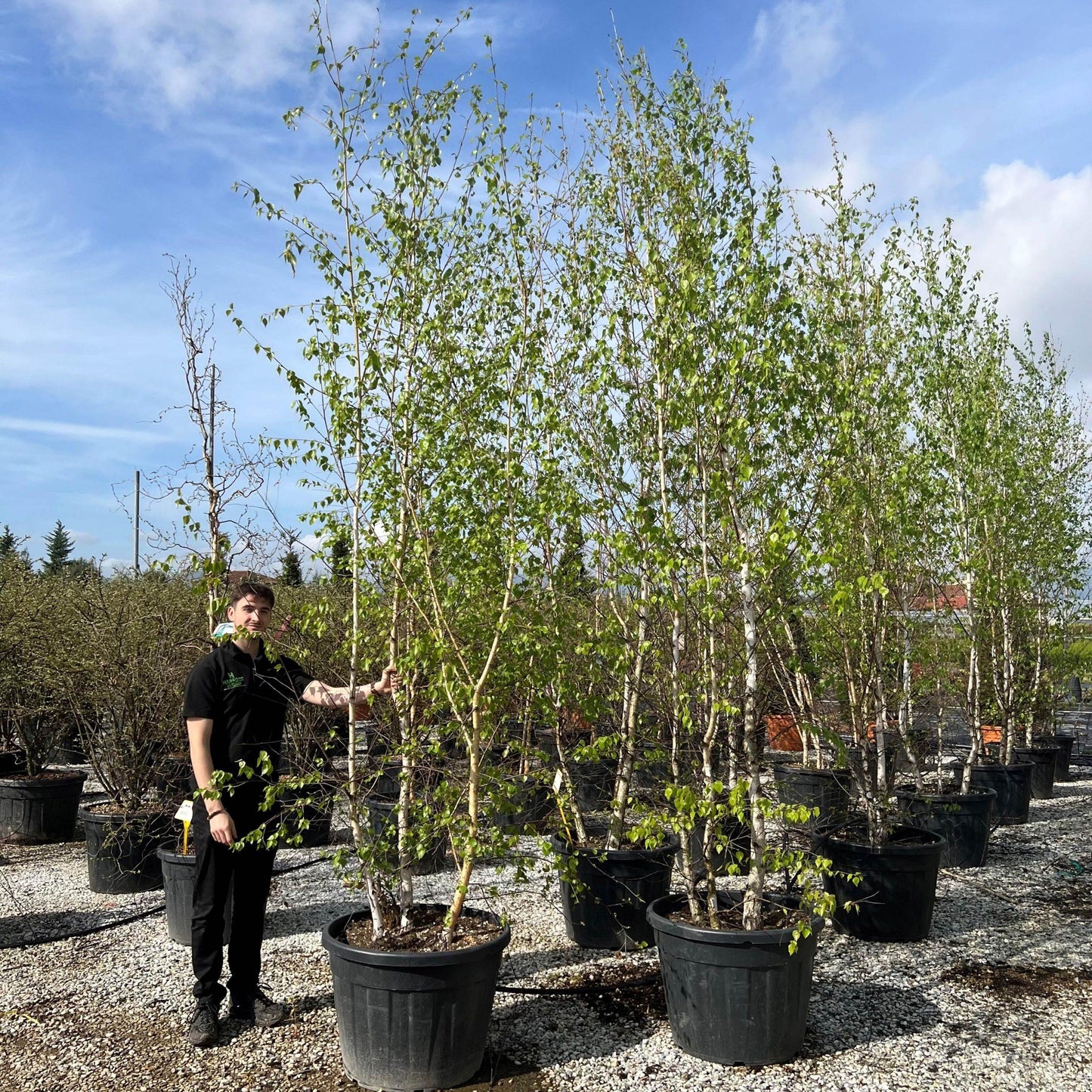 Betula Jacquemontii Multi Stem - View 5 from www redcrocus com