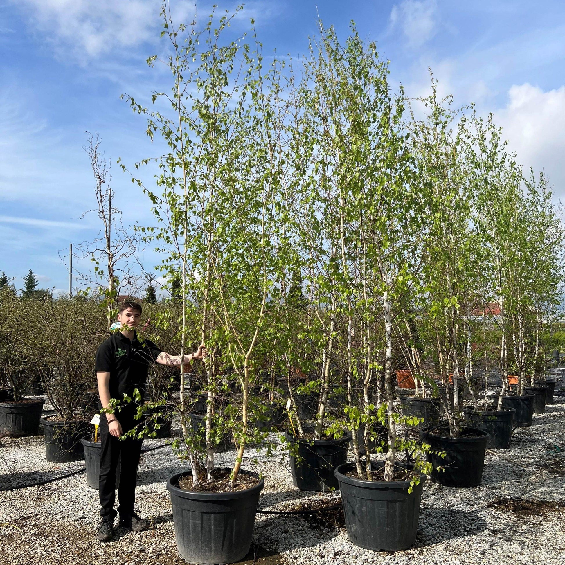 Betula Jacquemontii Multi Stem - View 5 from www redcrocus com