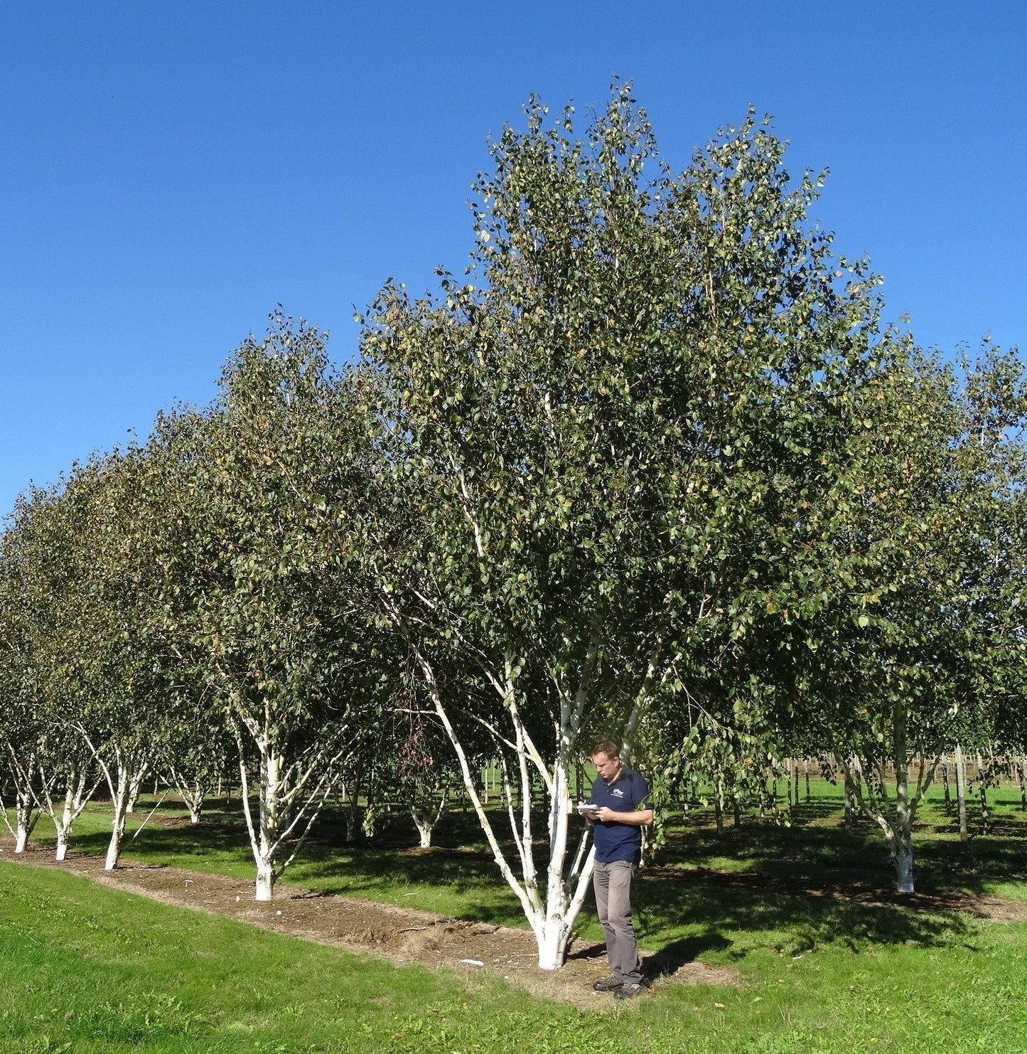 Betula Jacquemontii Multi Stem - View 6 from www redcrocus com