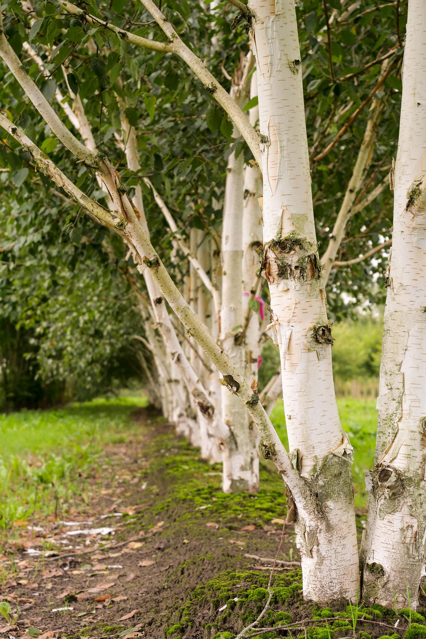 Betula Jacquemontii Multi Stem - View 8 from www redcrocus com