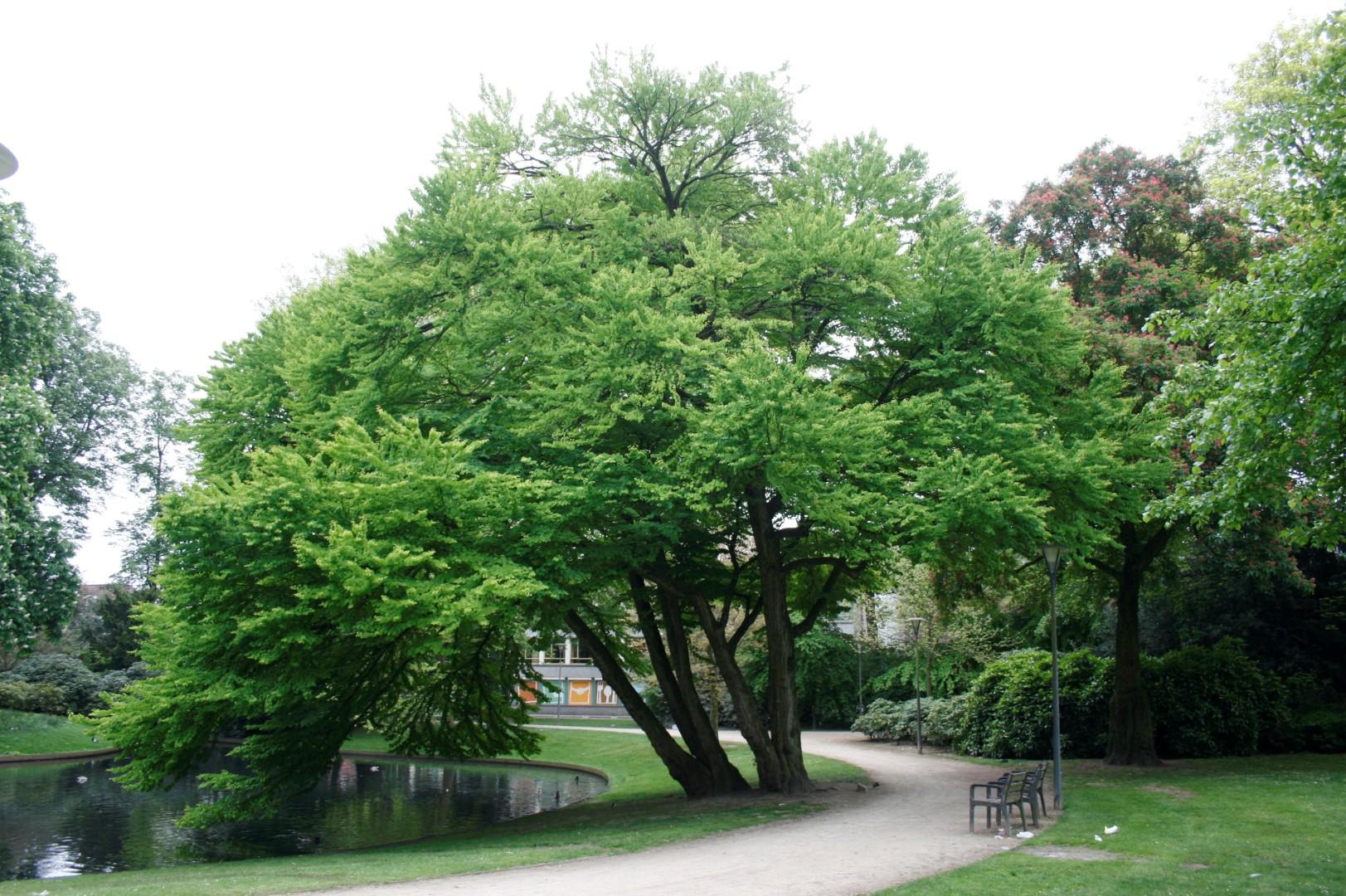 Cercidiphyllum Japonicum - View 21 from www redcrocus com