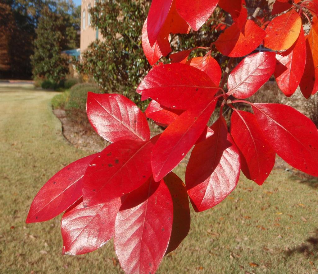 Nyssa Sylvatica - View 3 from www redcrocus com