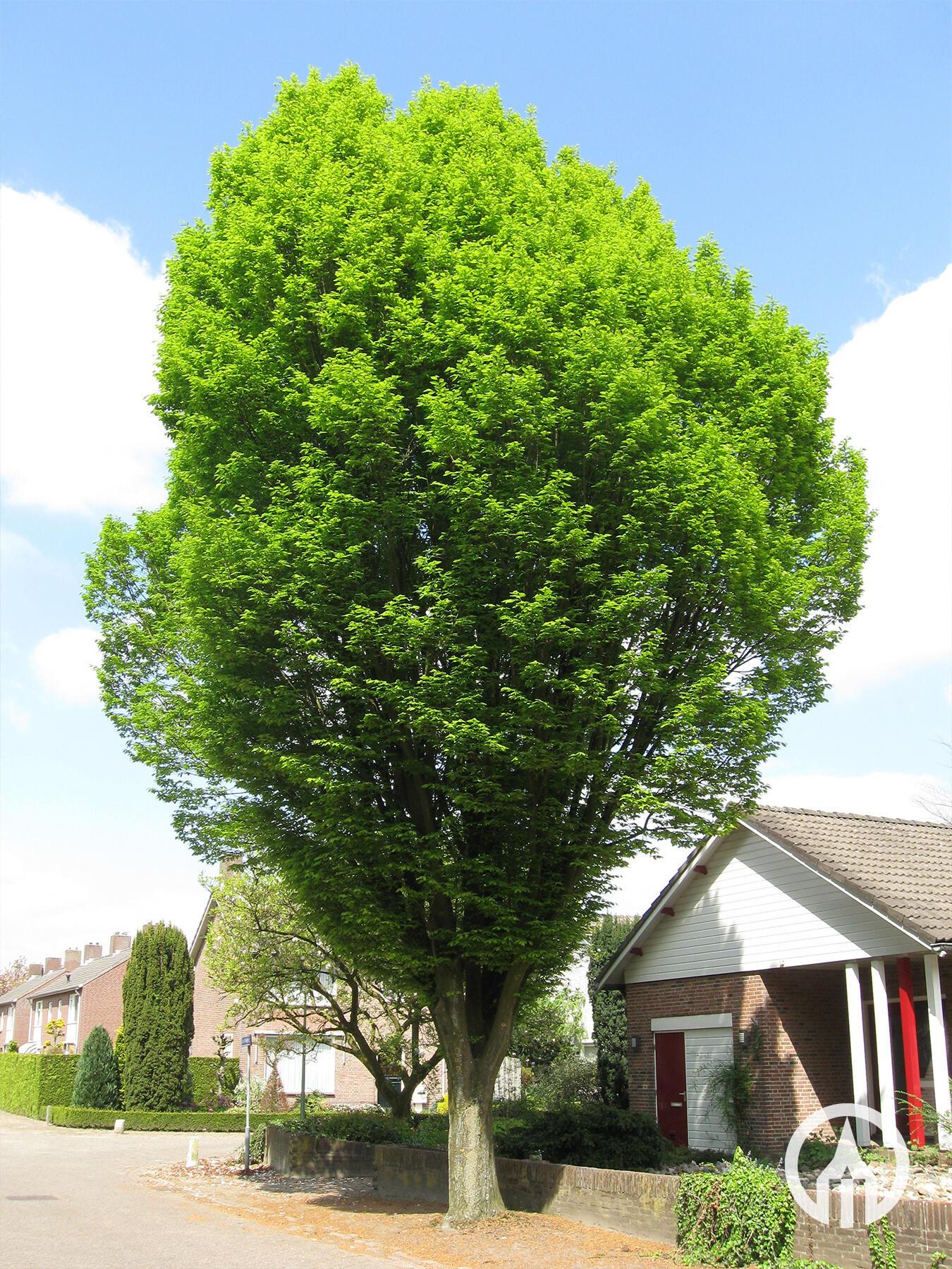 Carpinus Betulus Fastigiata Multi Stem - View 10 from www redcrocus com