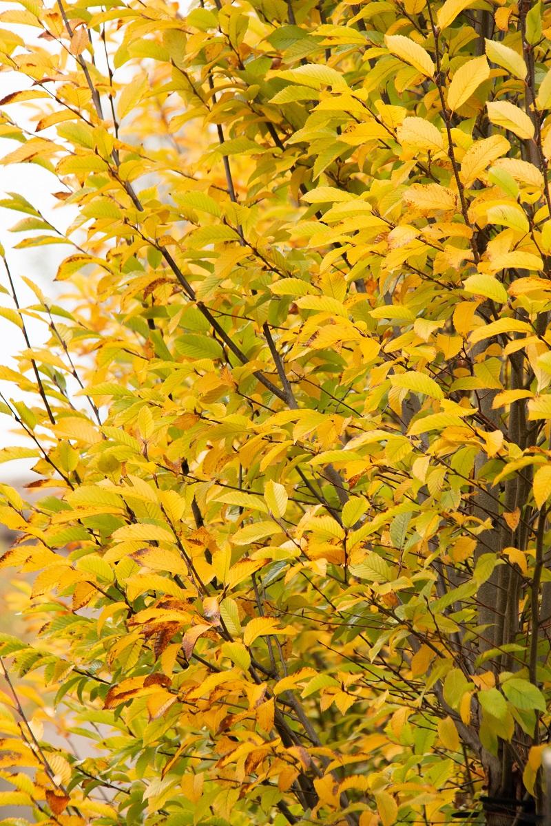 Carpinus Betulus Fastigiata Multi Stem - View 11 from www redcrocus com