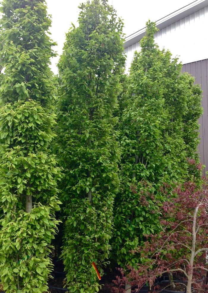 Carpinus Betulus Fastigiata Multi Stem - View 15 from www redcrocus com