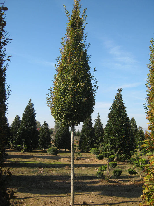 Carpinus Betulus Fastigiata Multi Stem - View 1 from www redcrocus com