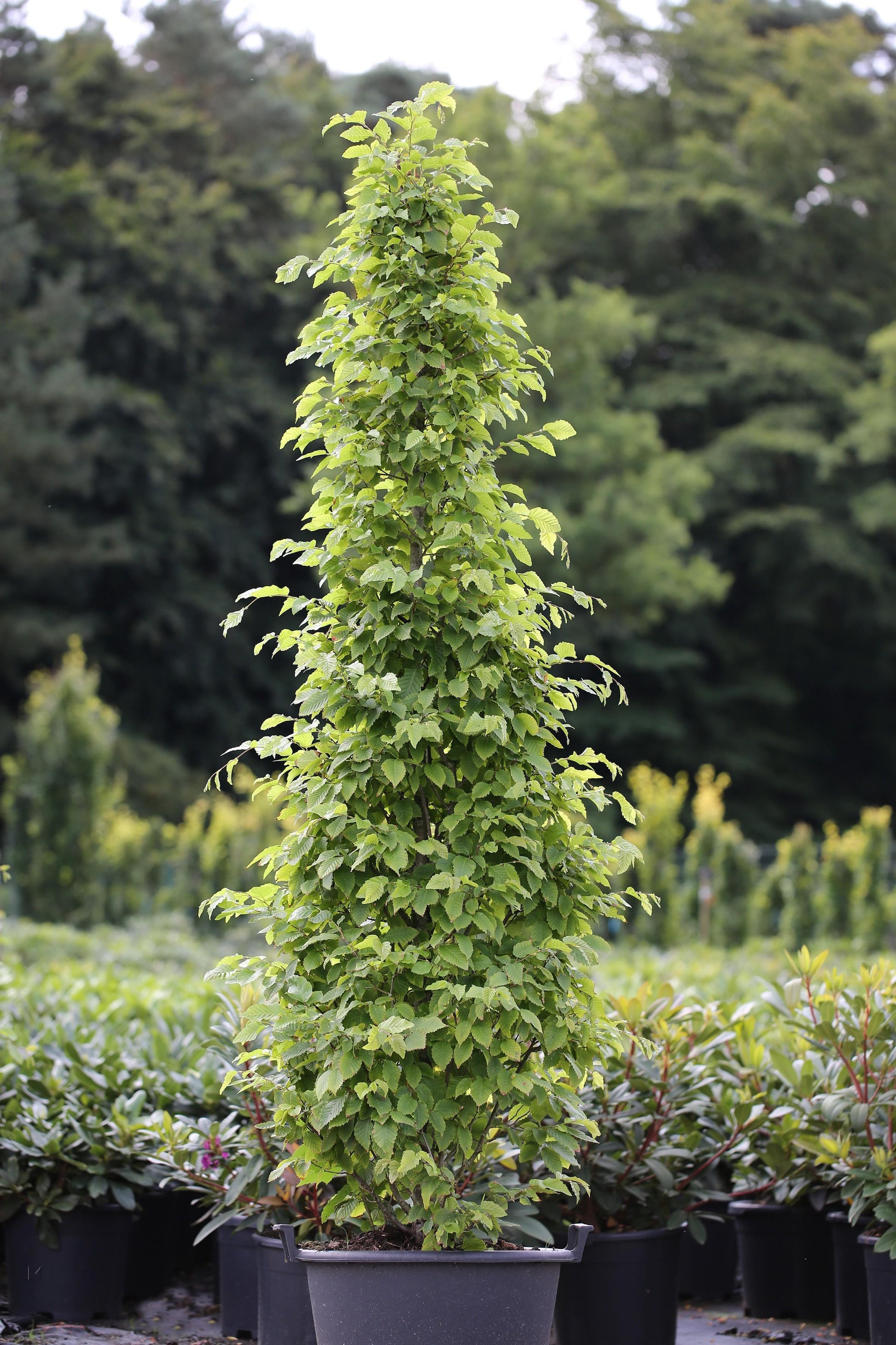 Carpinus Betulus Fastigiata Multi Stem - View 7 from www redcrocus com