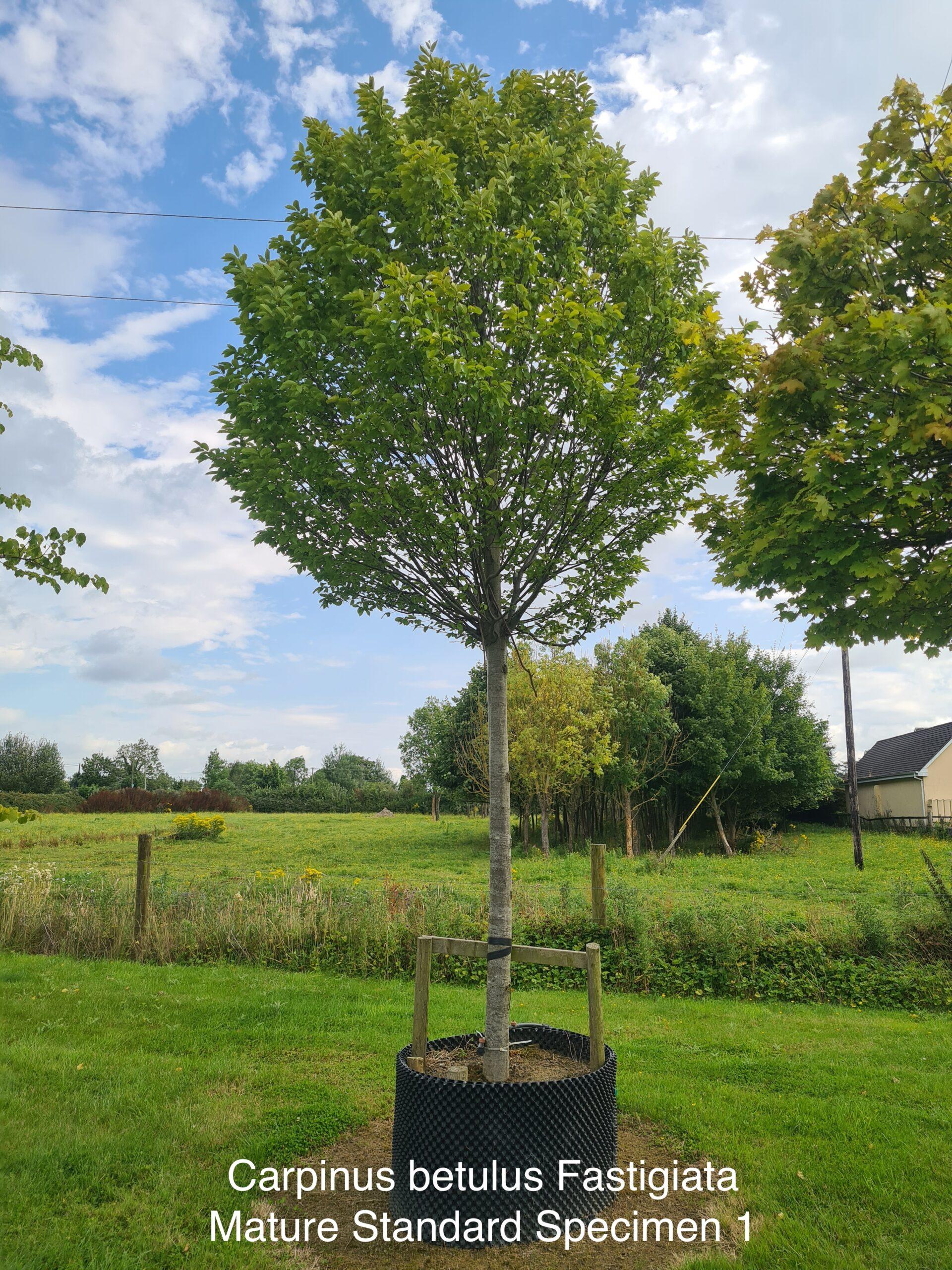 Carpinus Betulus Fastigiata Multi Stem - View 9 from www redcrocus com