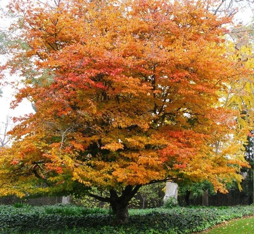 Parrotia Persica - View 10 from www redcrocus com