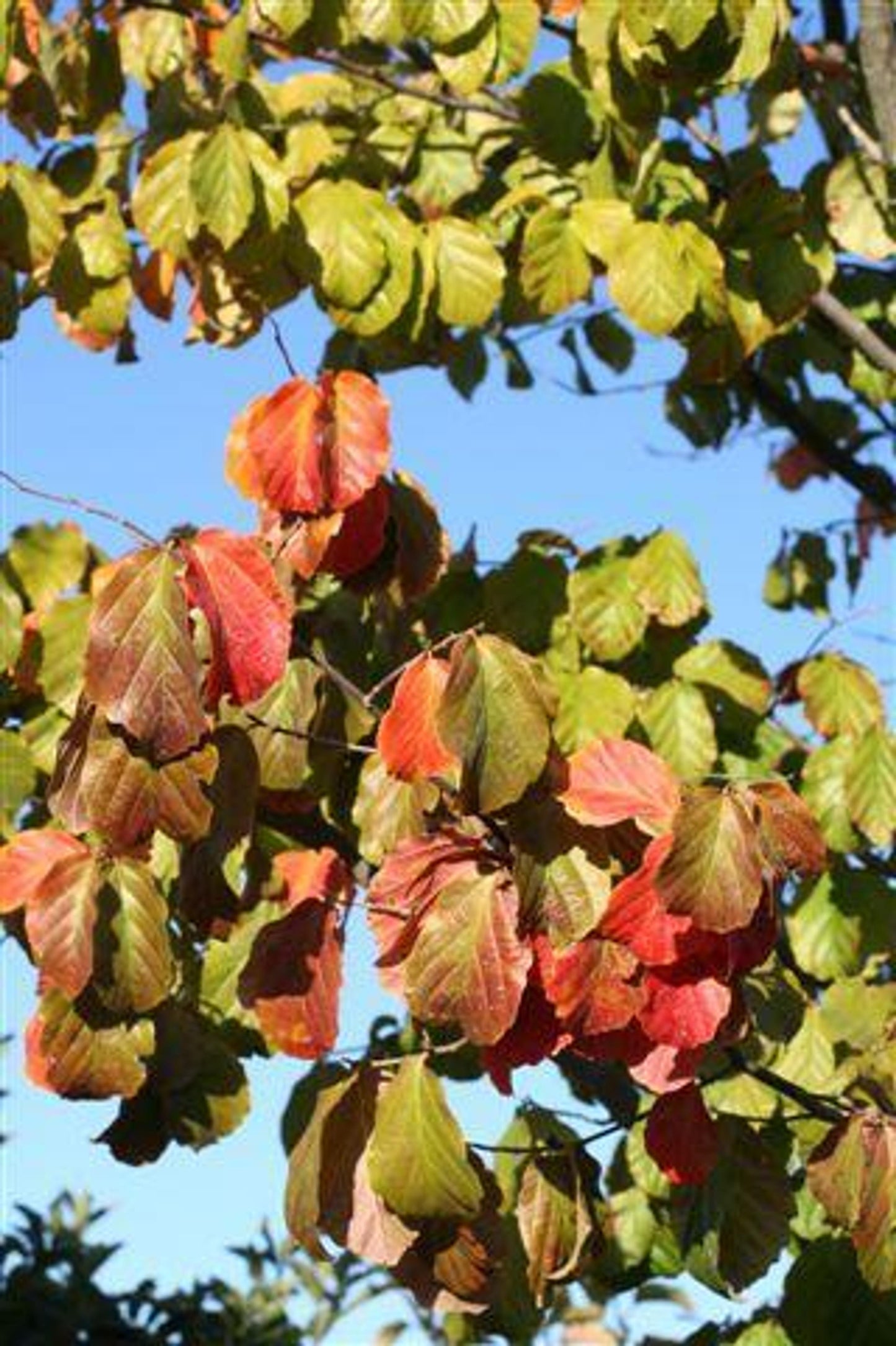 Parrotia Persica - View 16 from www redcrocus com