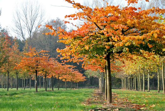 Parrotia Persica - View 1 from www redcrocus com