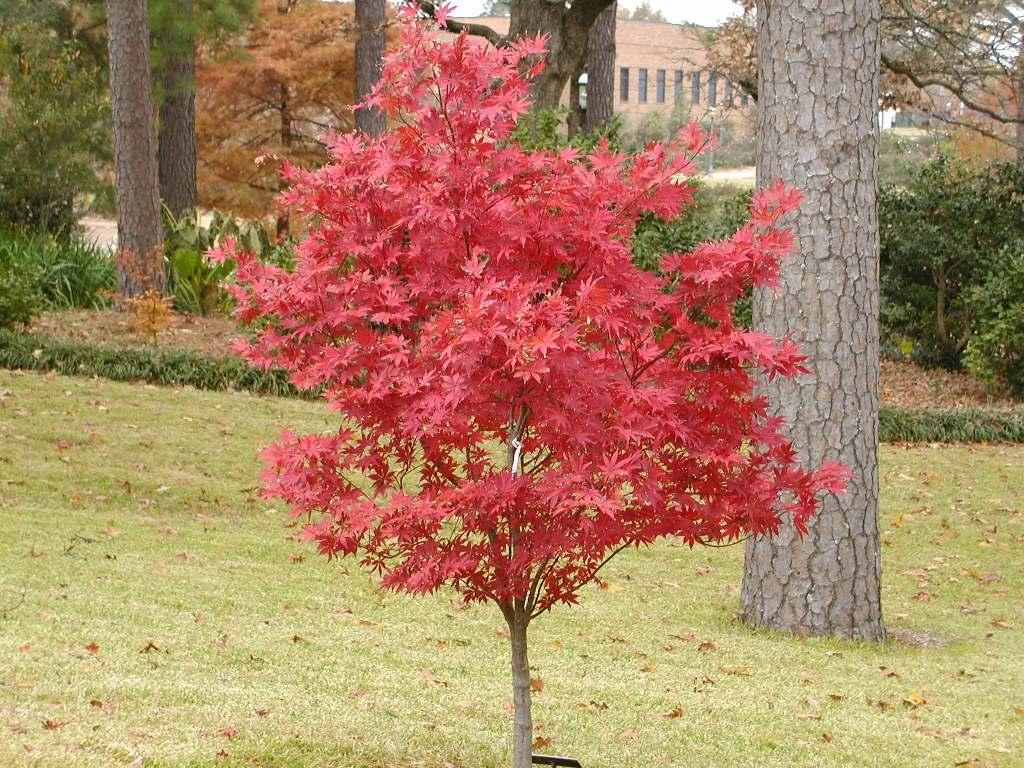 Acer Palmatum Bloodgood Single Stem - View 16 from www redcrocus com