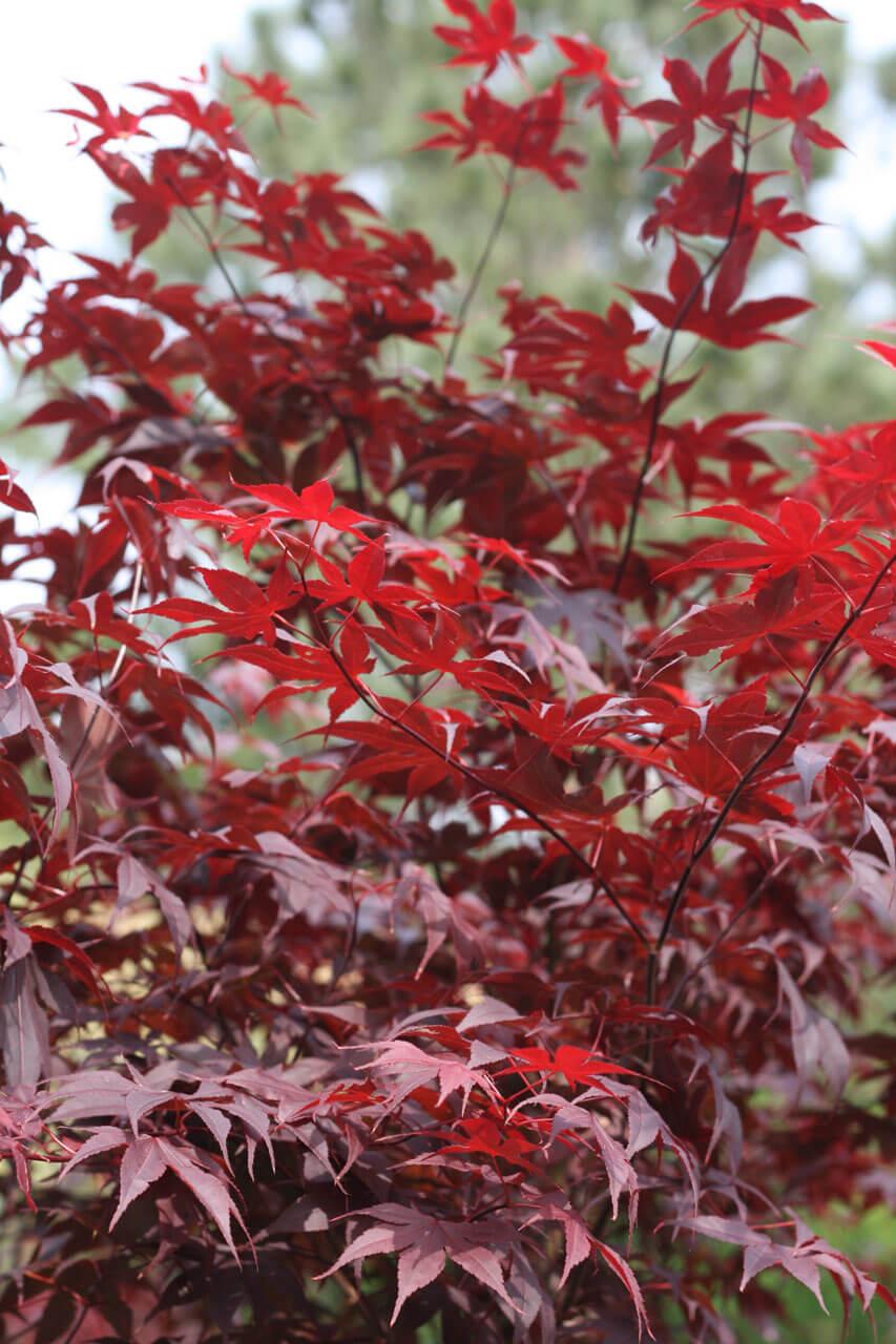 Acer Palmatum Bloodgood Single Stem - View 19 from www redcrocus com