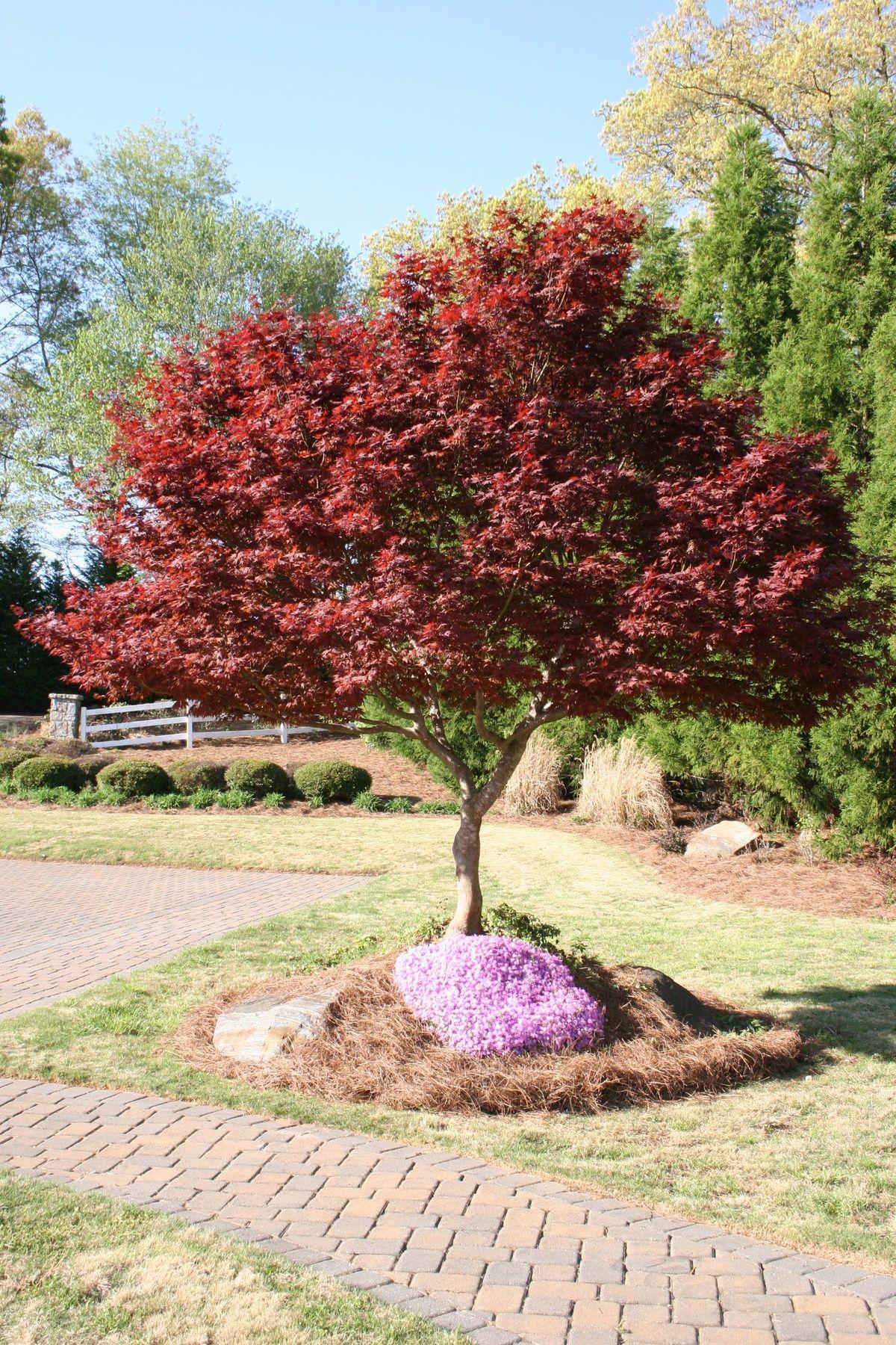 Acer Palmatum Bloodgood Single Stem - View 1 from www redcrocus com