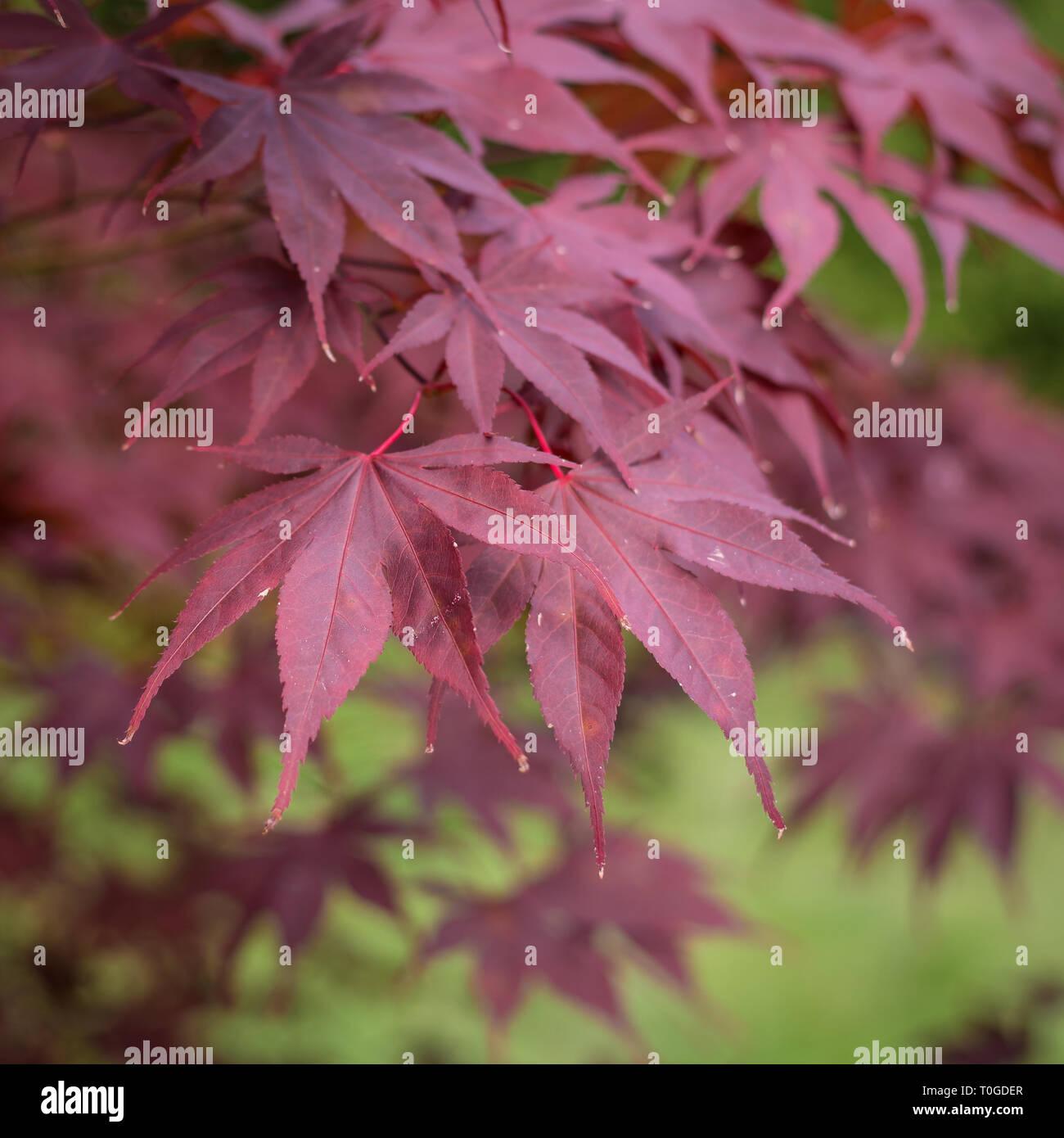 Acer Palmatum Bloodgood Single Stem - View 6 from www redcrocus com
