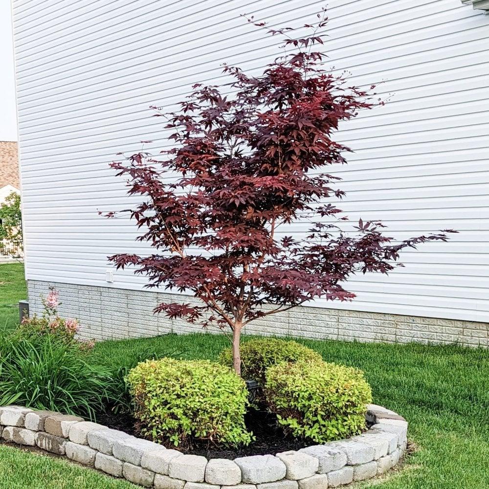 Acer Palmatum Bloodgood Single Stem - View 8 from www redcrocus com