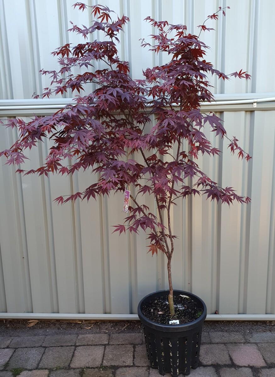 Acer Palmatum Bloodgood Single Stem - View 9 from www redcrocus com
