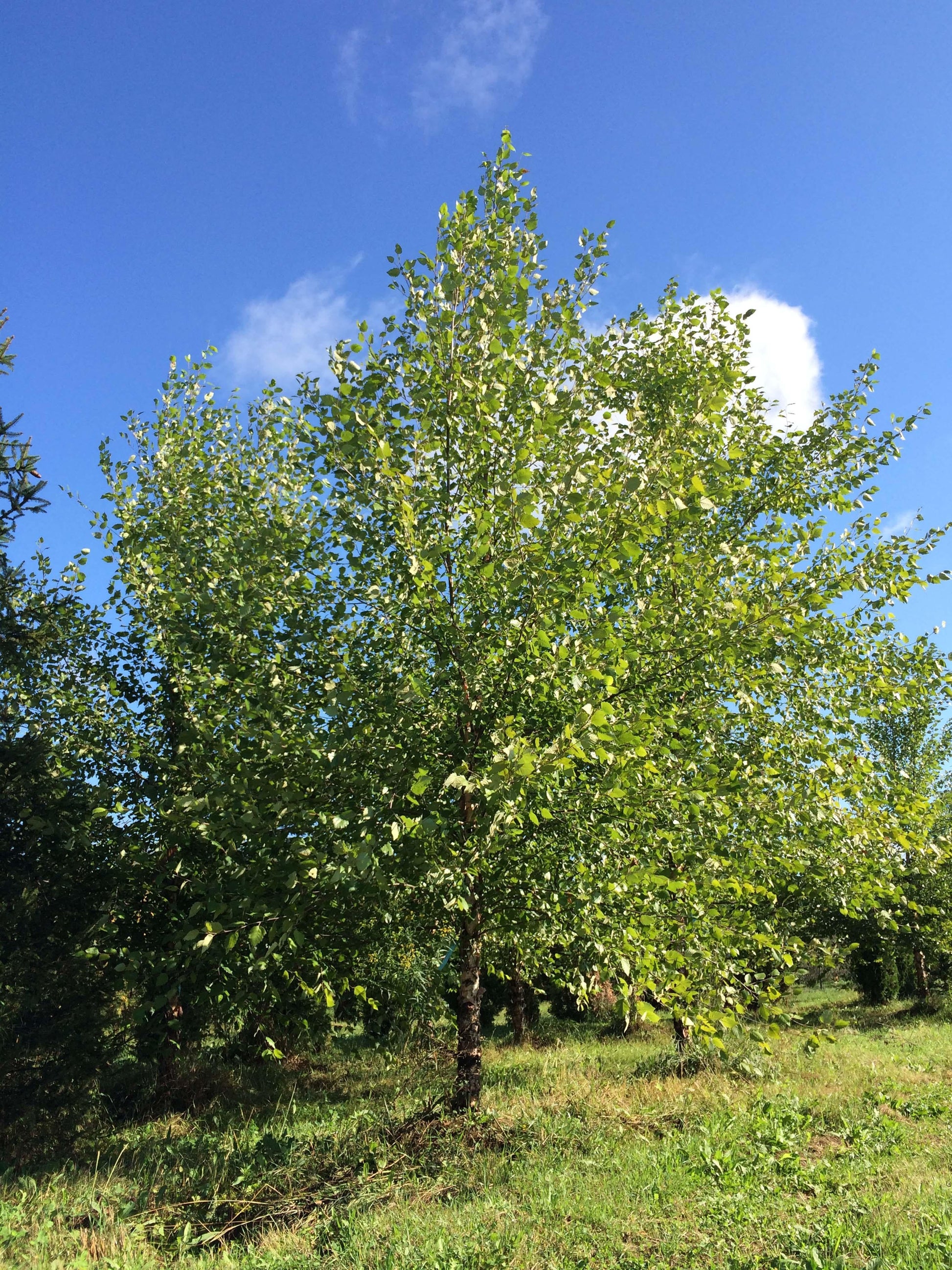 Betula Nigra Heritage Single Stem - View 12 from www redcrocus com