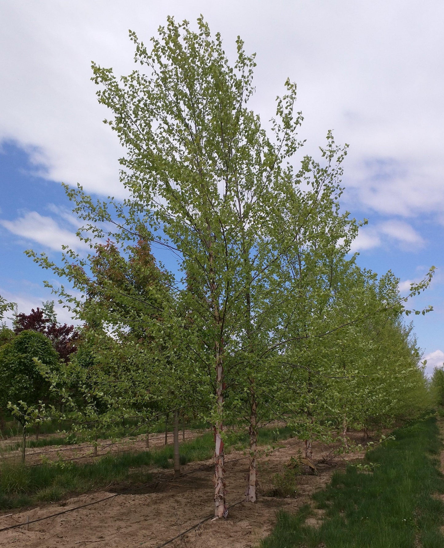 Betula Nigra Heritage Single Stem - View 13 from www redcrocus com