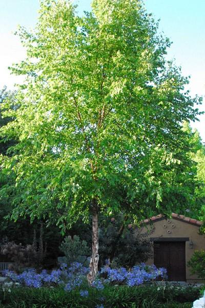 Betula Nigra Heritage Single Stem - View 15 from www redcrocus com