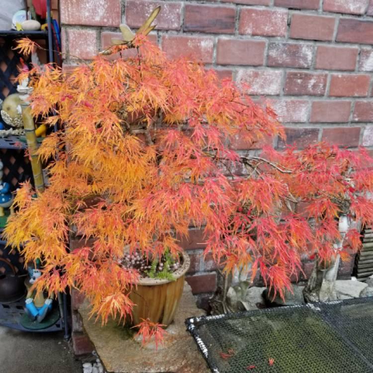 Acer Palmatum Dissectum Waterfall - View 10 from www redcrocus com