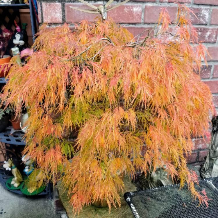 Acer Palmatum Dissectum Waterfall - View 11 from www redcrocus com