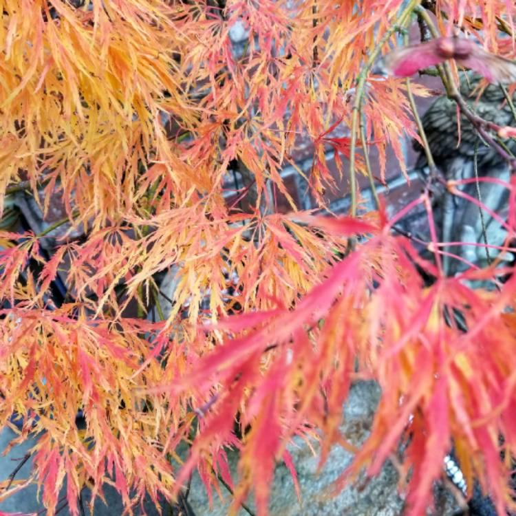 Acer Palmatum Dissectum Waterfall - View 20 from www redcrocus com