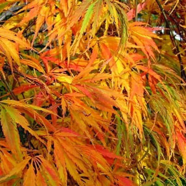 Acer Palmatum Dissectum Waterfall - View 4 from www redcrocus com