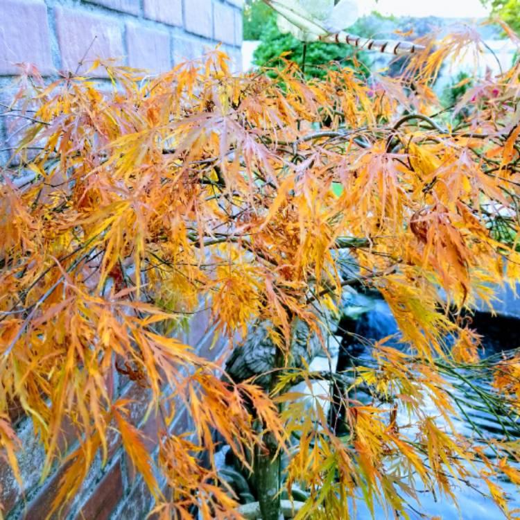 Acer Palmatum Dissectum Waterfall - View 8 from www redcrocus com