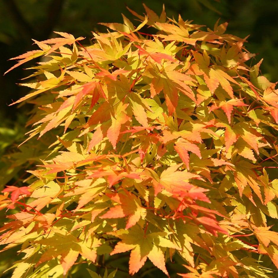 Acer Palmatum Sango Kaku - View 20 from www redcrocus com