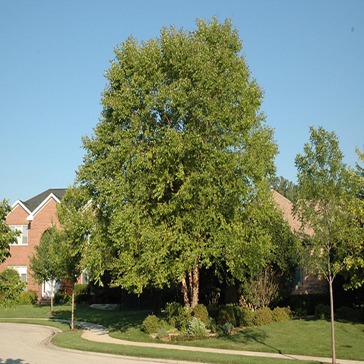 Betula Nigra Heritage Multi Stem - View 10 from www redcrocus com