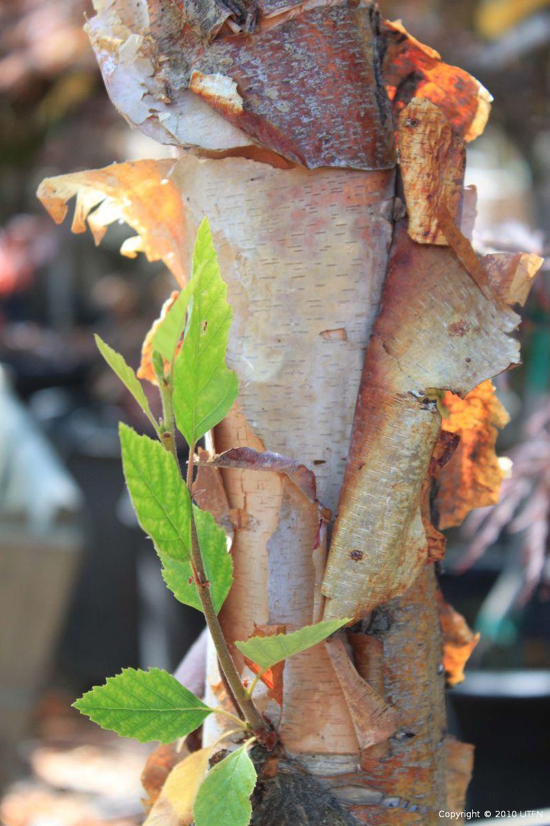 Betula Nigra Heritage Multi Stem - View 13 from www redcrocus com