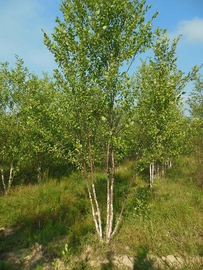 Betula Nigra Heritage Multi Stem - View 20 from www redcrocus com
