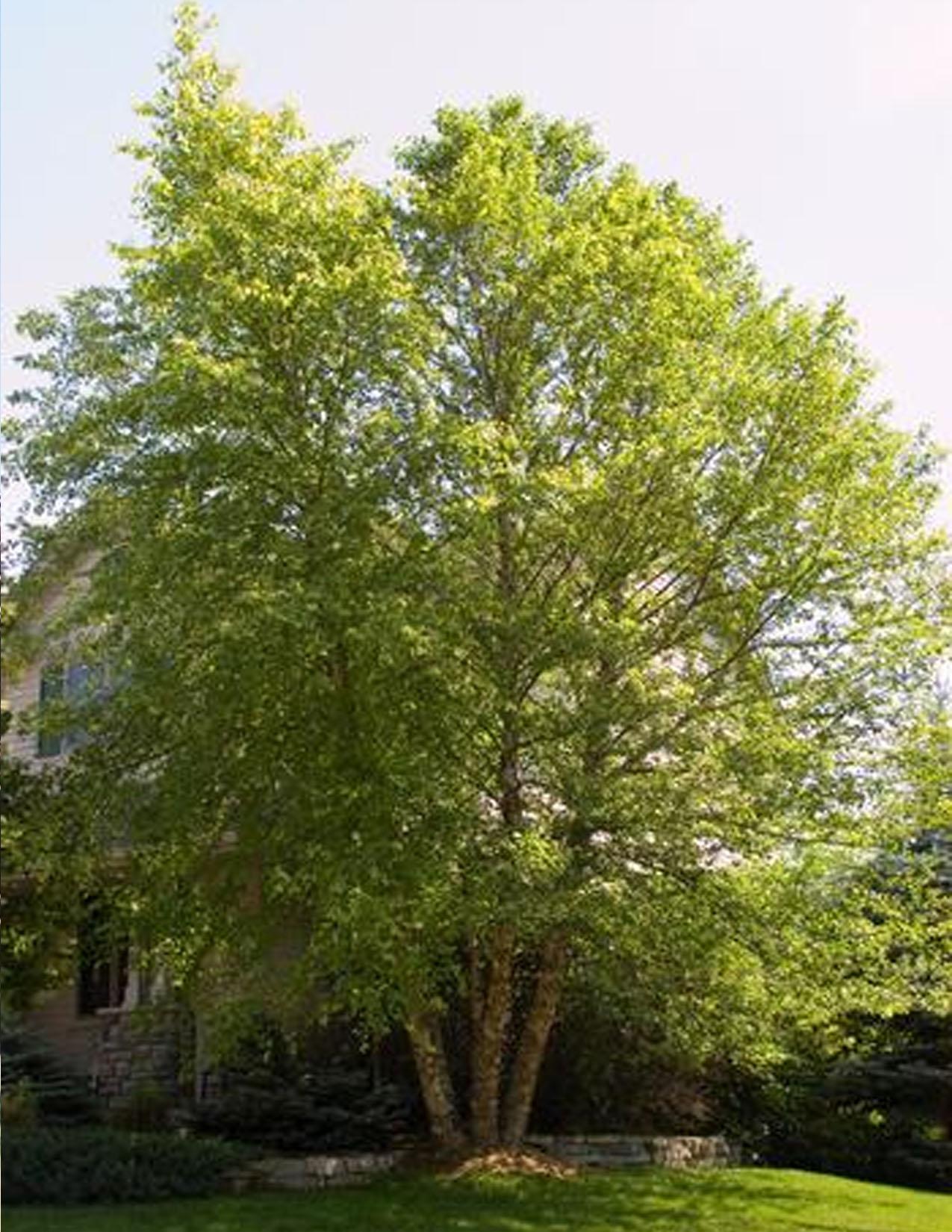 Betula Nigra Heritage Multi Stem - View 6 from www redcrocus com