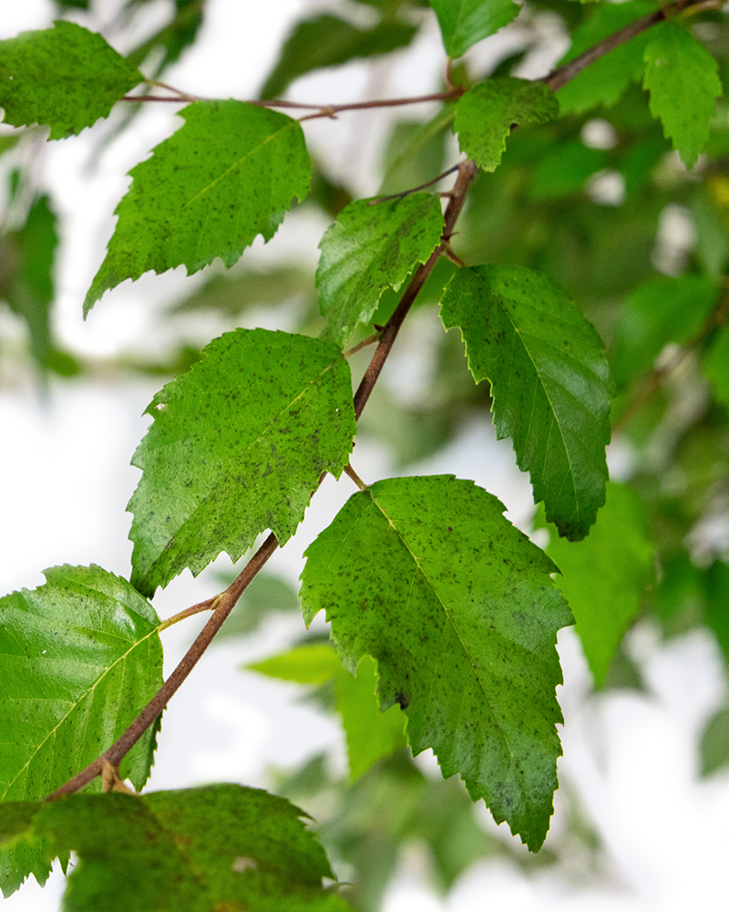 Betula Nigra Dura Heat Single Stem - View 11 from www redcrocus com