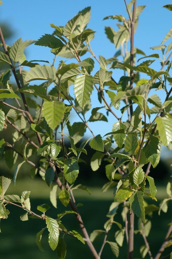 Betula Nigra Dura Heat Single Stem - View 12 from www redcrocus com