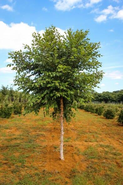 Betula Nigra Dura Heat Single Stem - View 14 from www redcrocus com