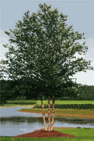 Betula Nigra Dura Heat Single Stem - View 20 from www redcrocus com