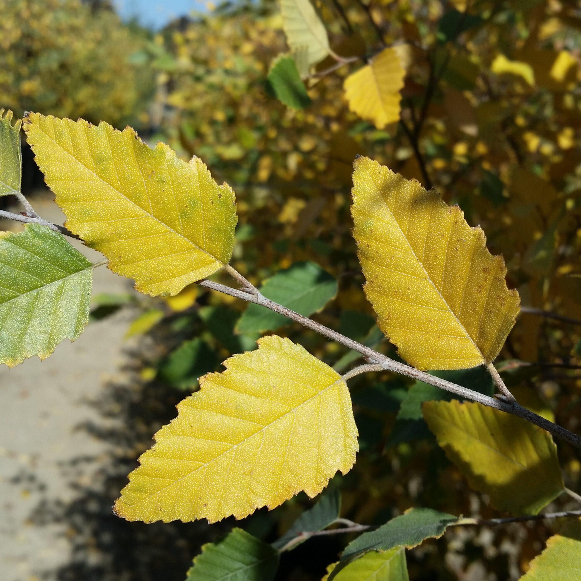 Betula Nigra Dura Heat Single Stem - View 3 from www redcrocus com
