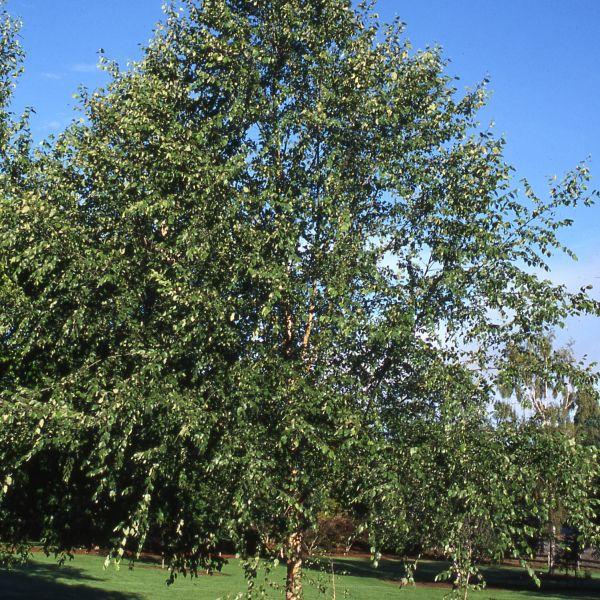 Betula Nigra Dura Heat Single Stem - View 9 from www redcrocus com