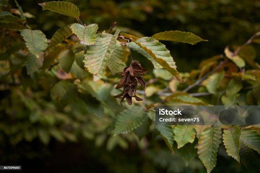 Carpinus Betulus Low Branch - View 10 from www redcrocus com